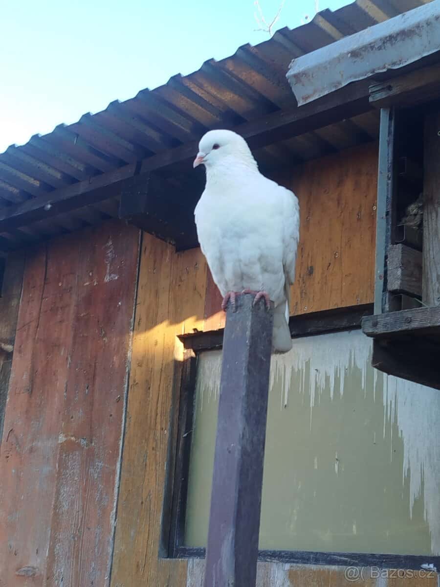 prodám holubi 4