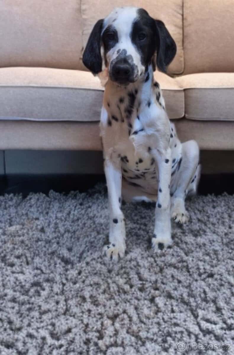Dalmatín 2