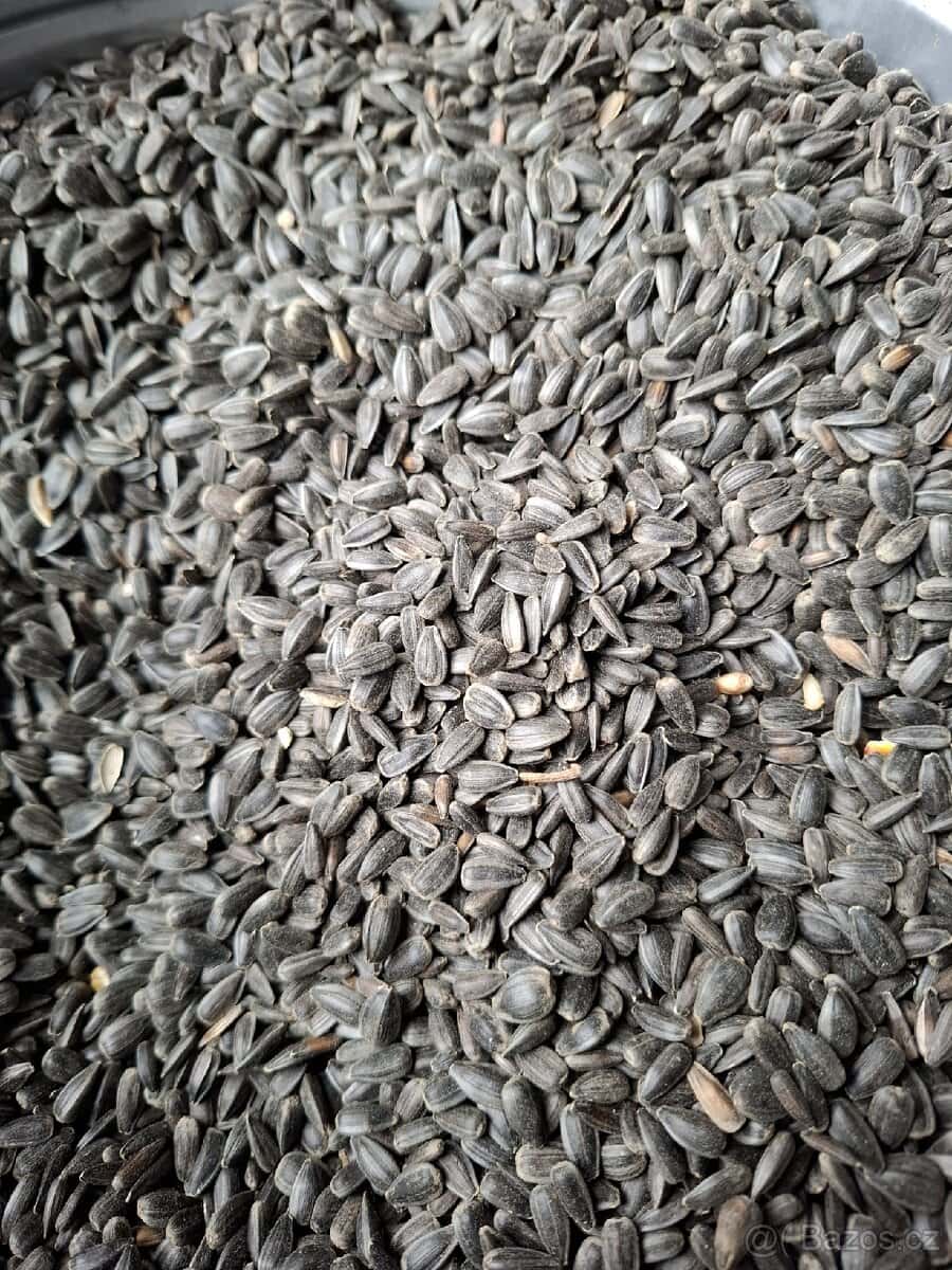 Slunečnice černá 1