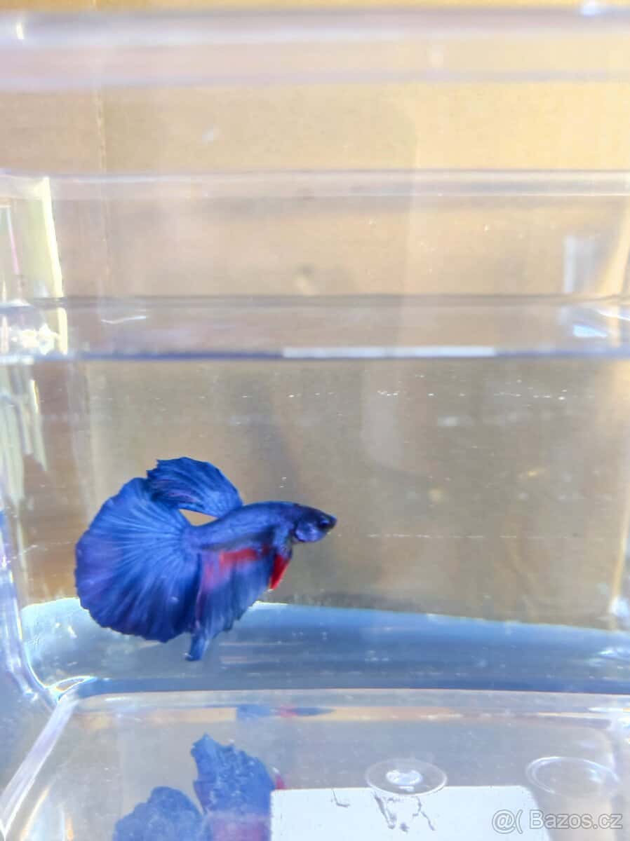 Betta bojovnice 1