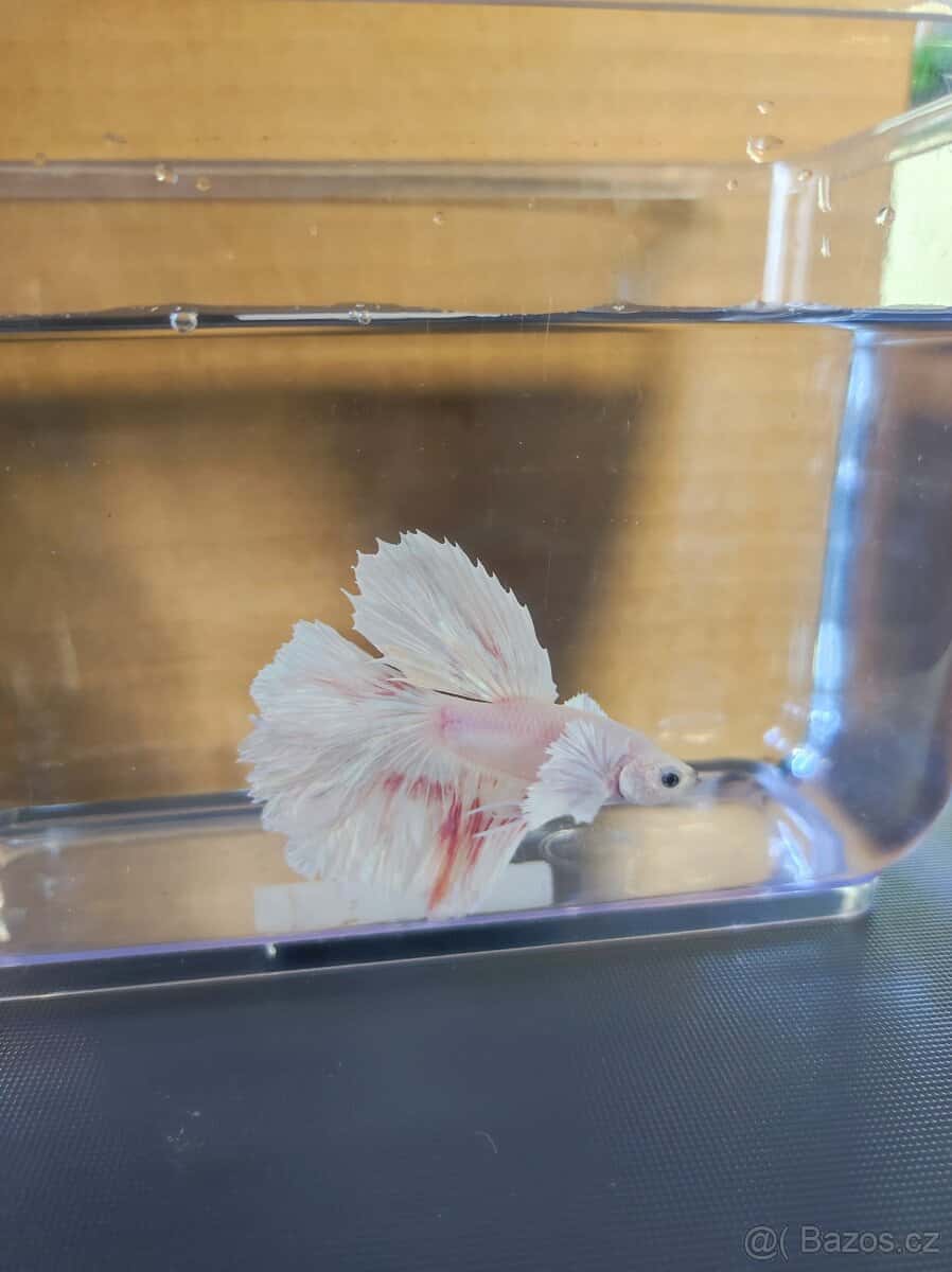 Betta bojovnice 2