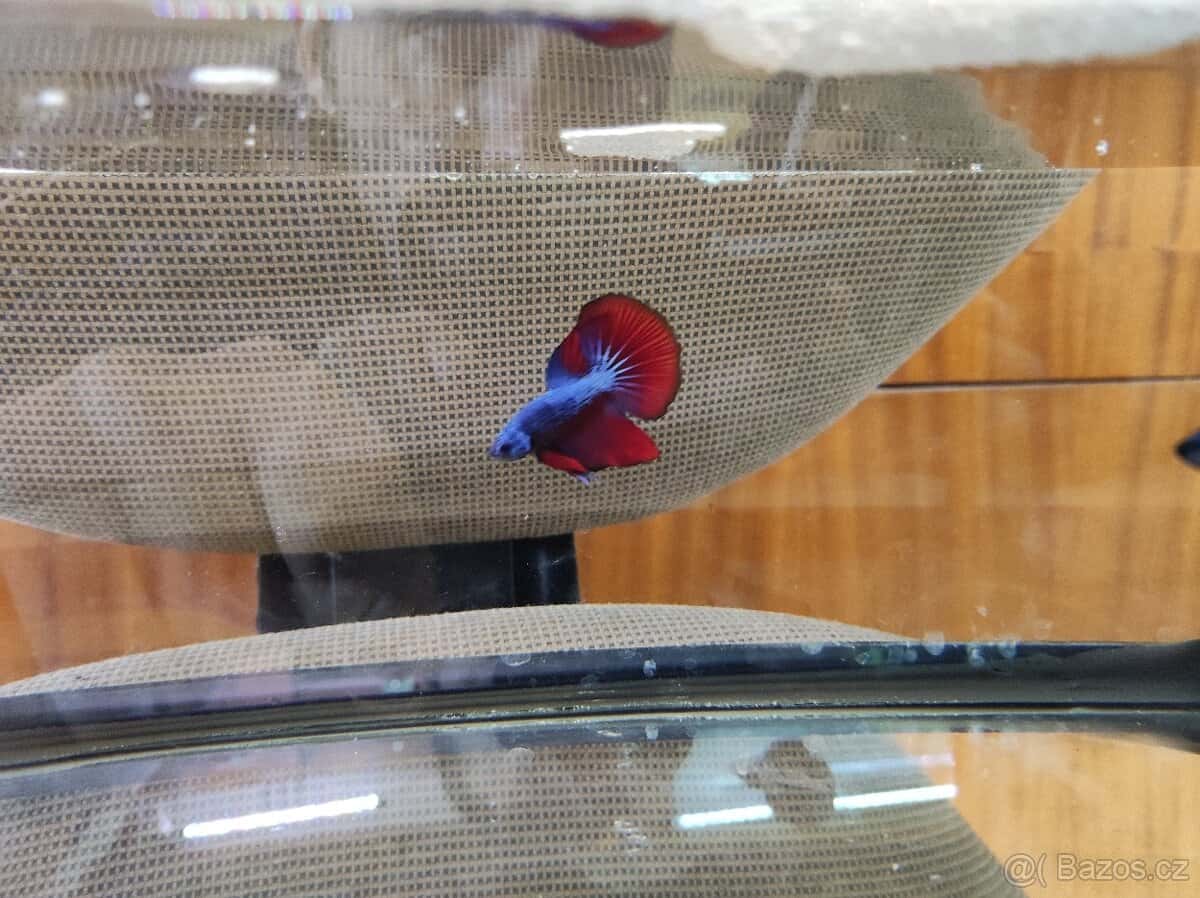 Betta bojovnice 3