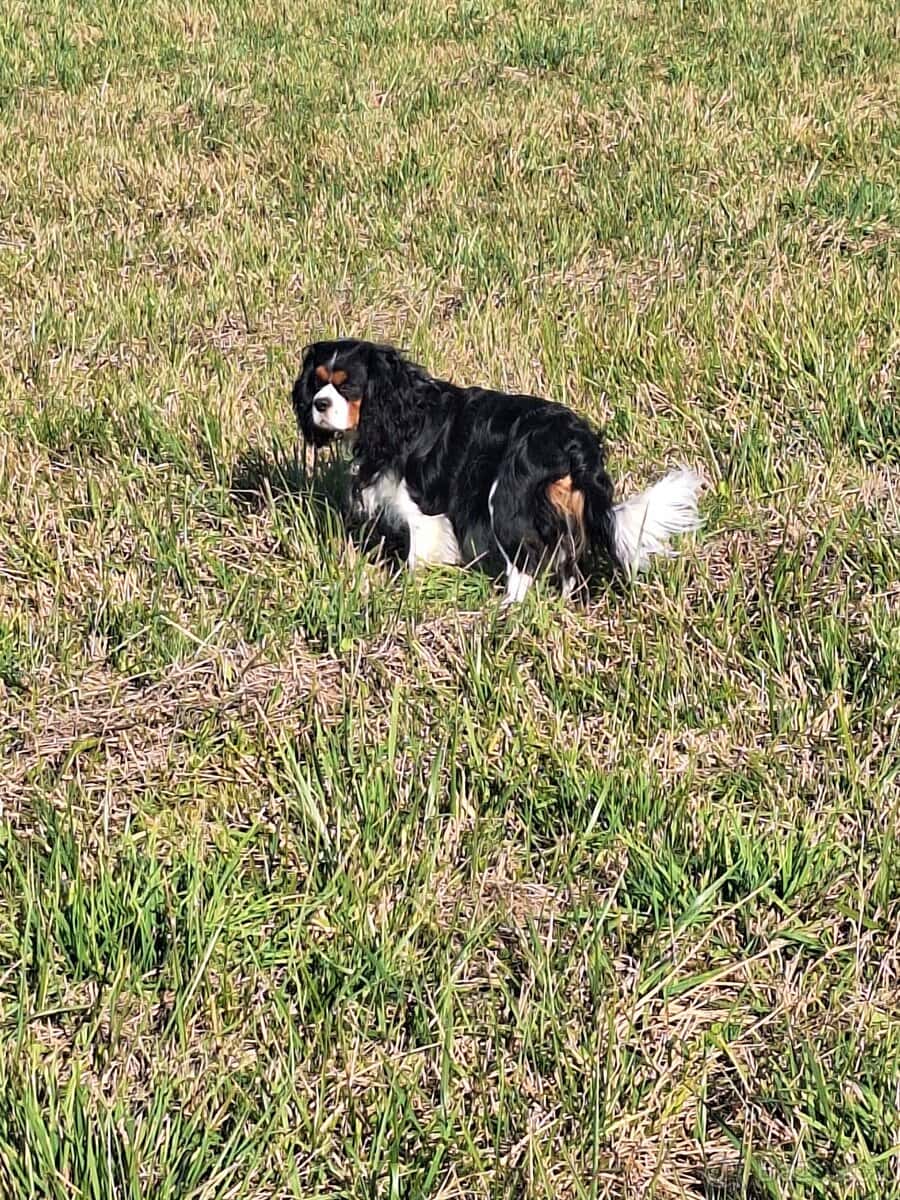 King Charles kavalir 2