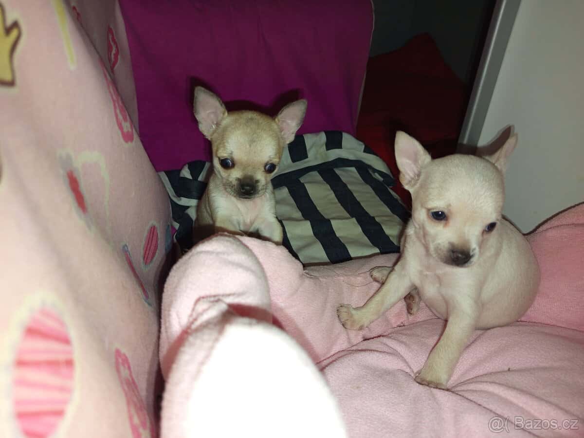 Prodám štěňátko čivavy 2