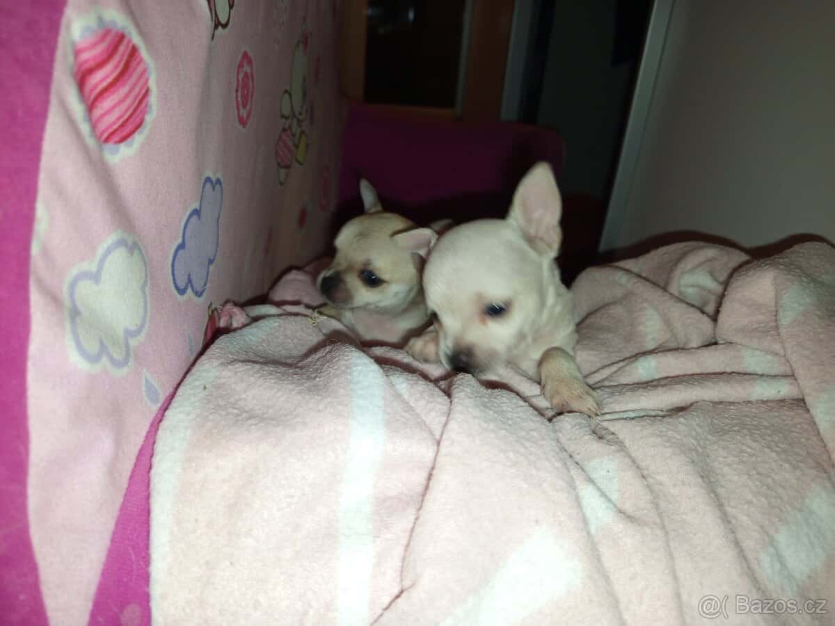 Prodám štěňátko čivavy 3