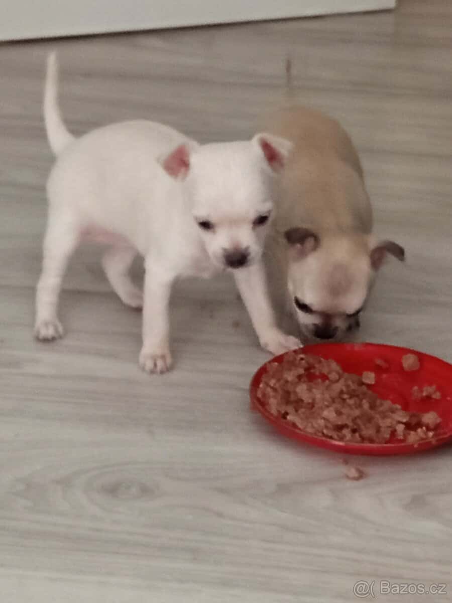 Prodám štěňátko čivavy 5