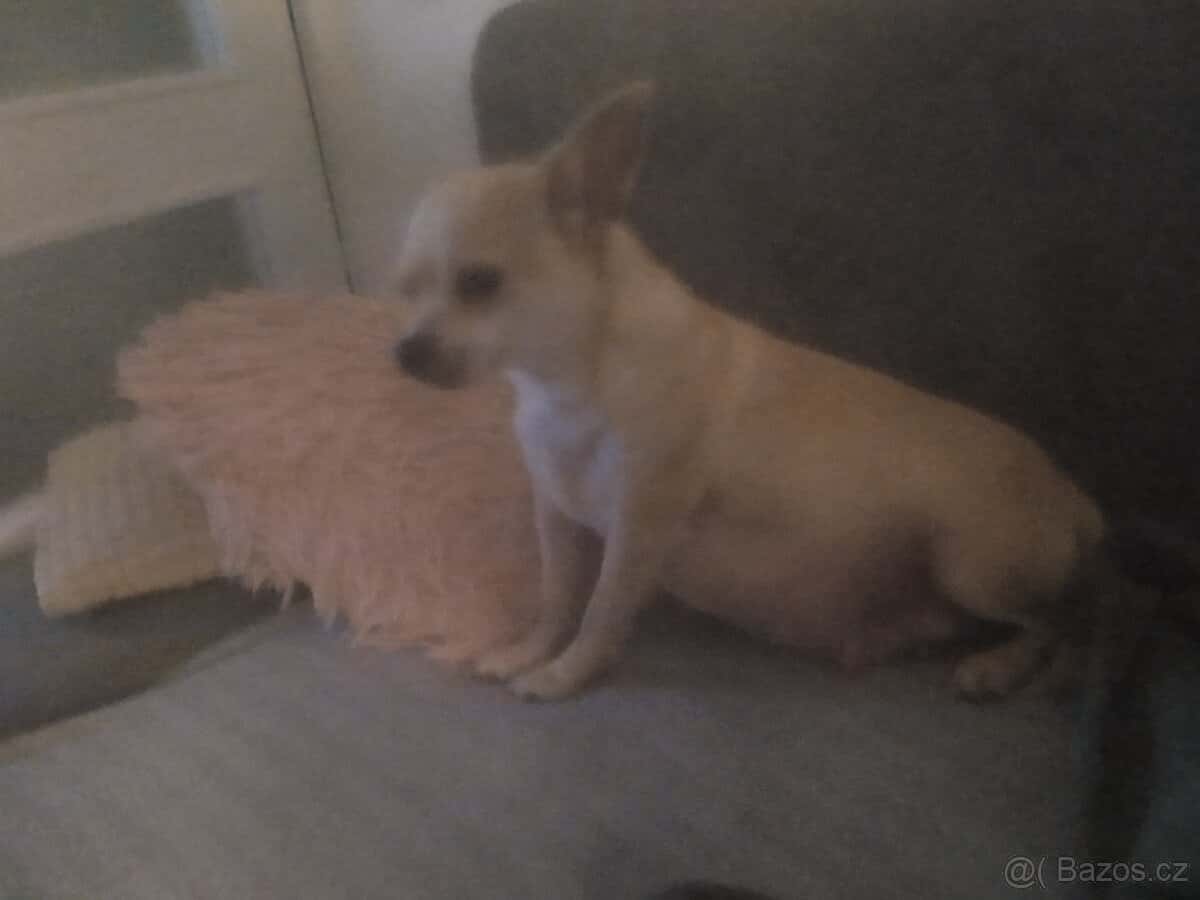 Prodám štěňátko čivavy 6