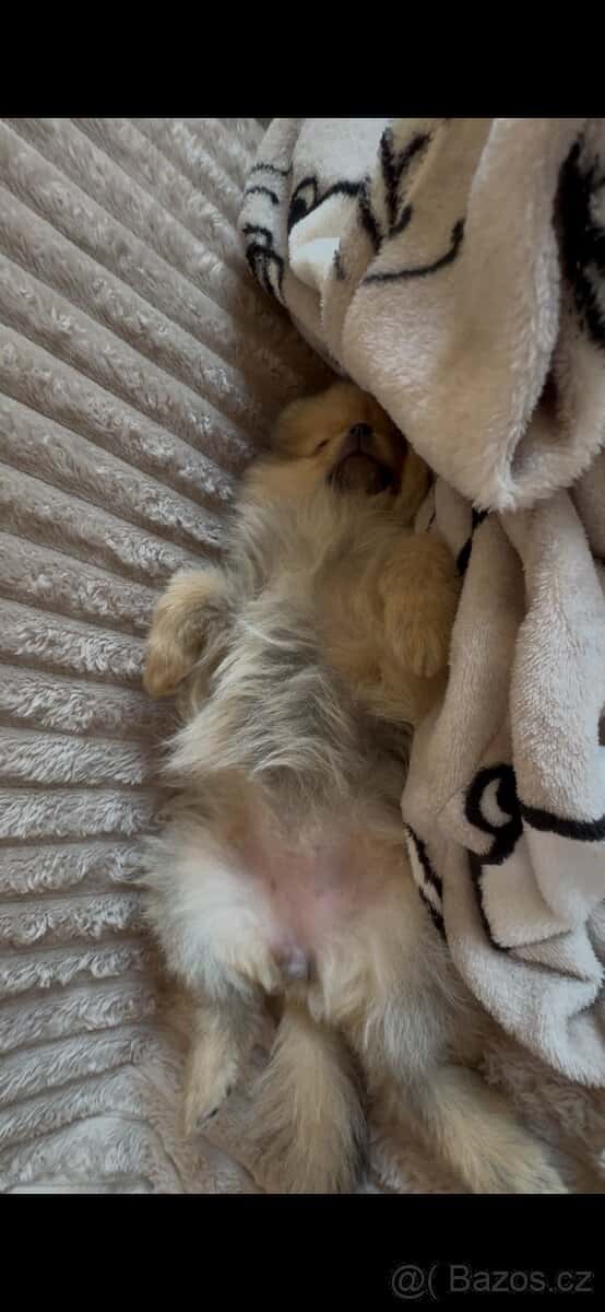 Pomeranian s PP 3