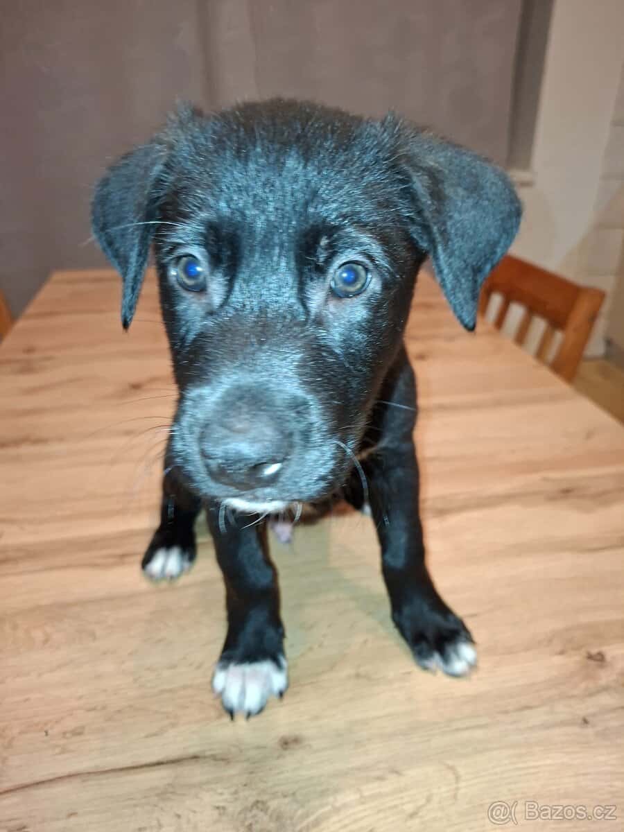 Štěně 3