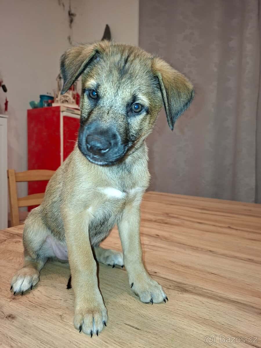 Štěně 5
