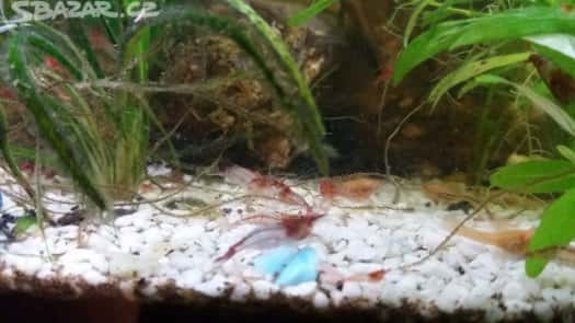 akvarijní rybičky 3