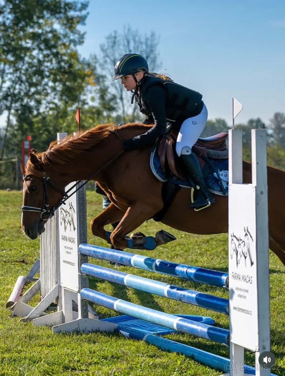 Charakterní pony B 1