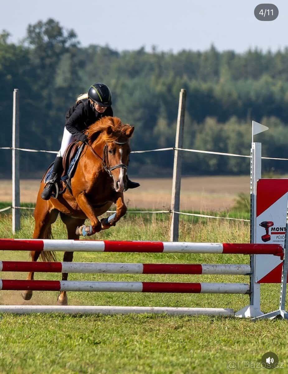 Charakterní pony B 3