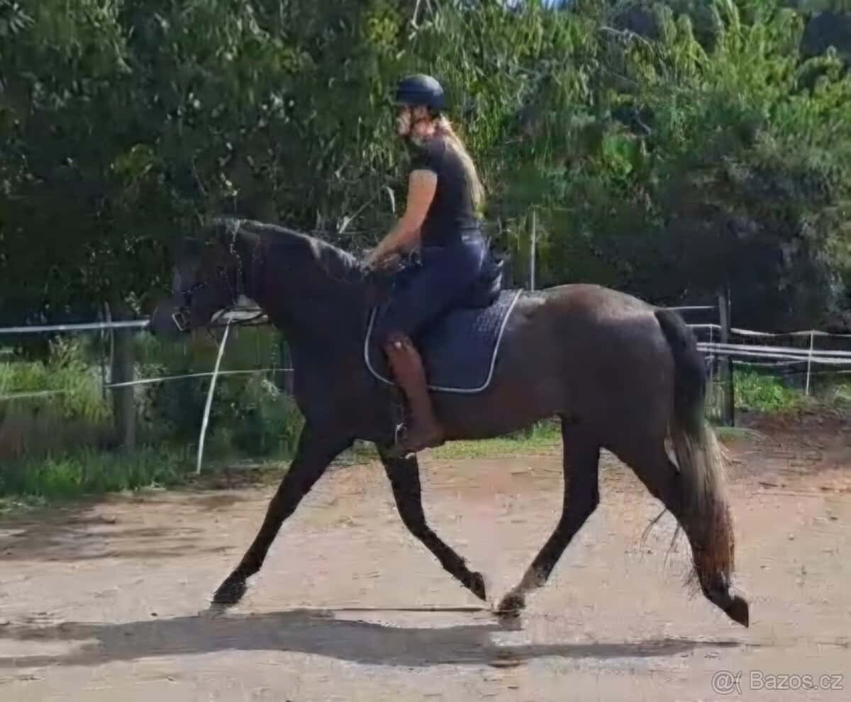 Prodám líbivého valacha 3