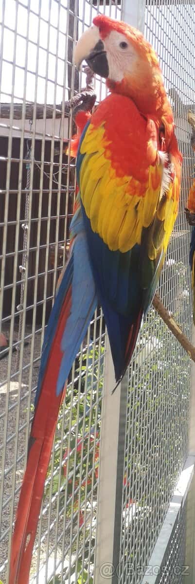 ARA arakanga macao 4