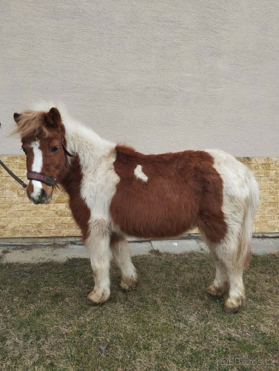 Pony 2