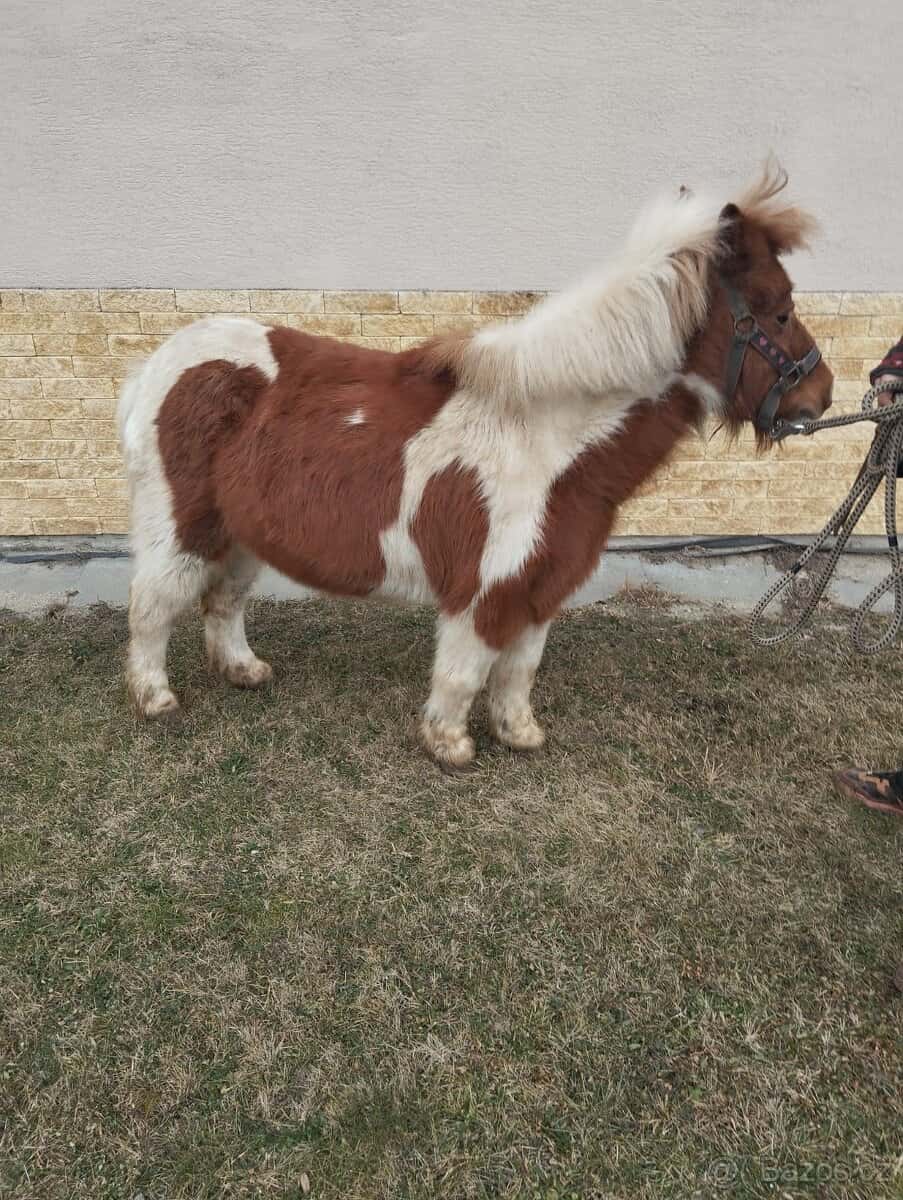 Pony 3