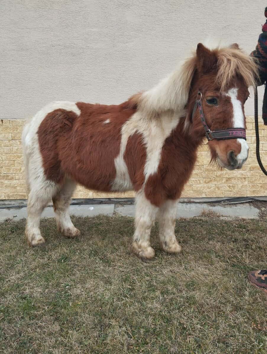 Pony 4