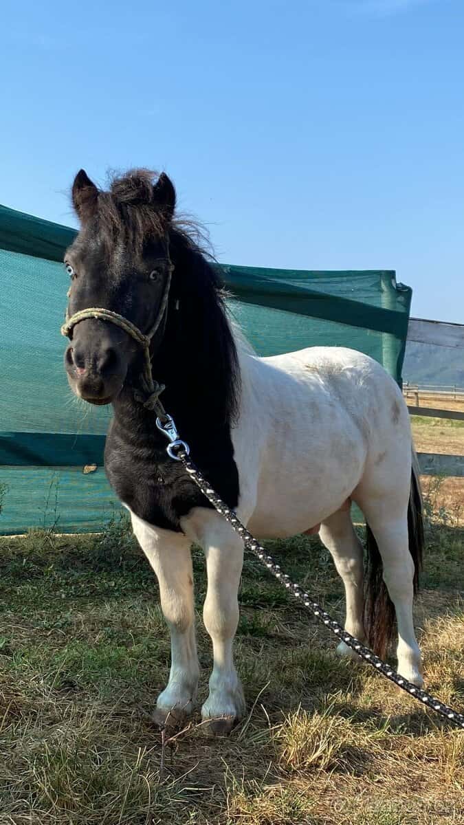 Prodej Pony 10