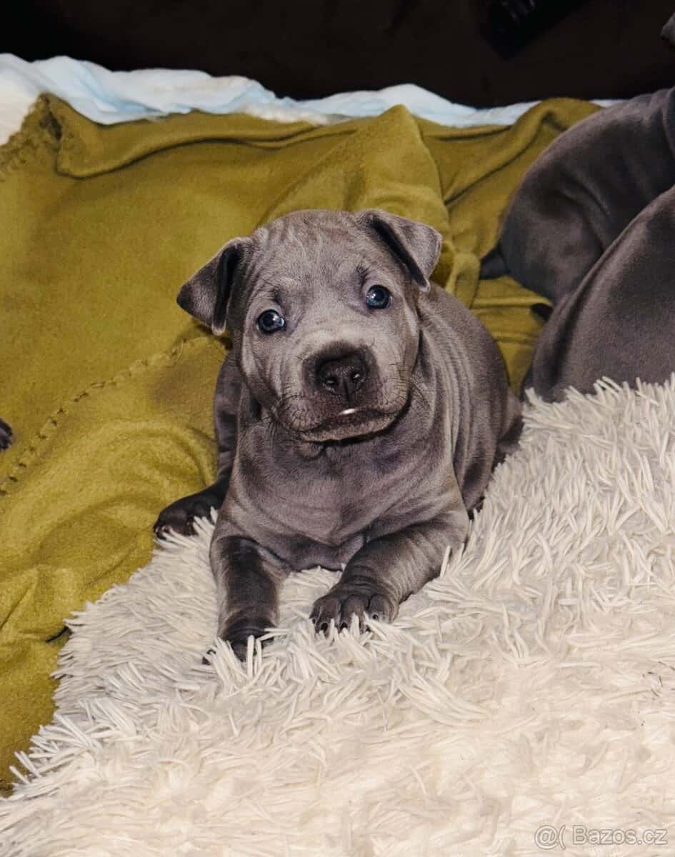 Thajský ridgeback s PP 4