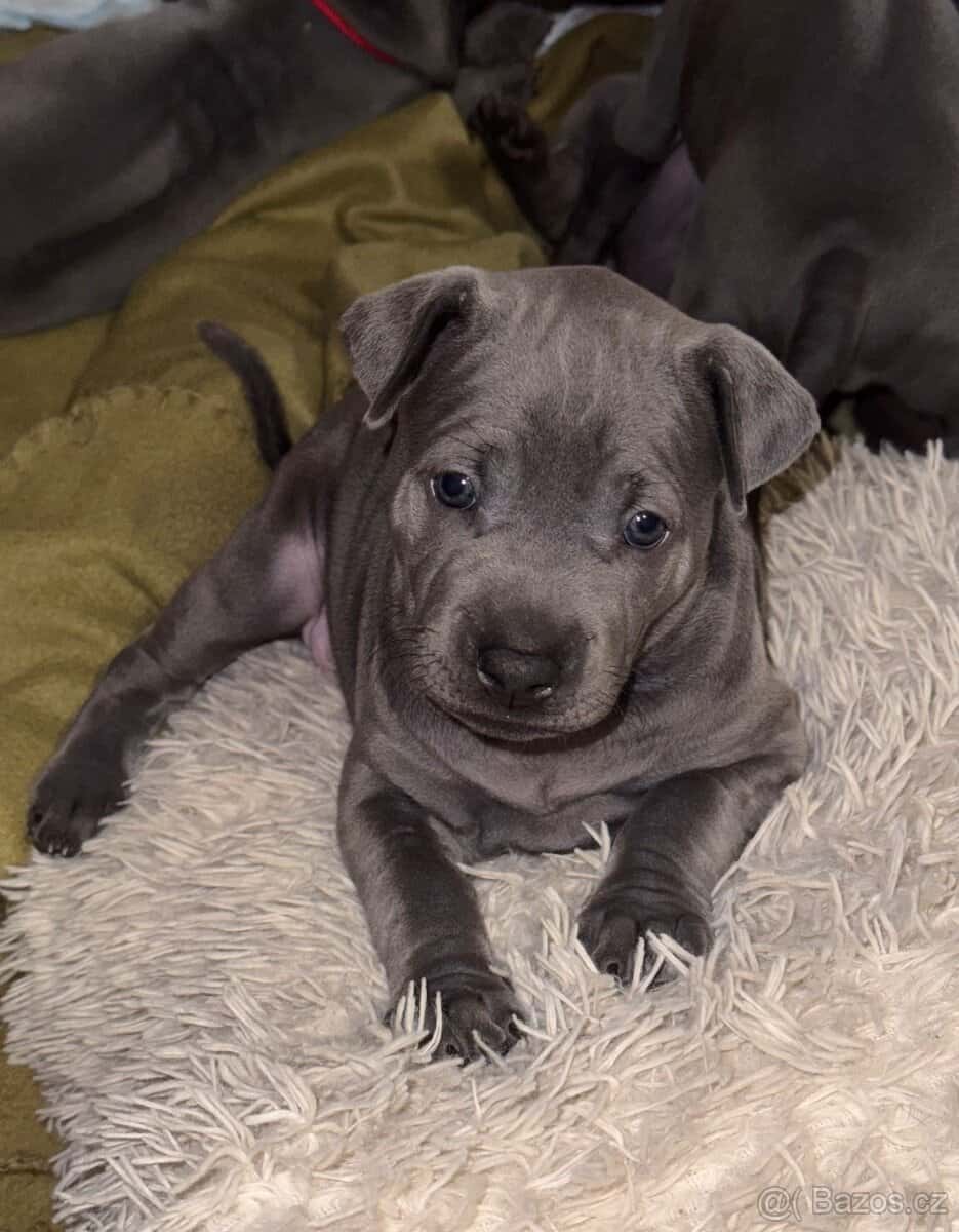 Thajský ridgeback s PP 5