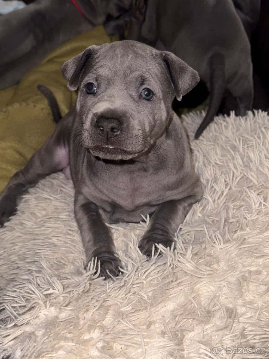 Thajský ridgeback s PP 6