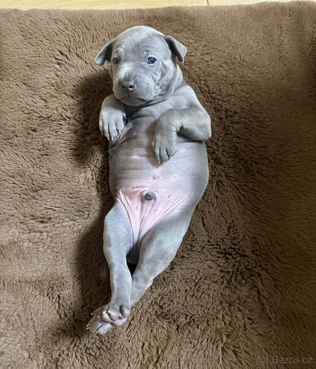 Thajský ridgeback s PP 7