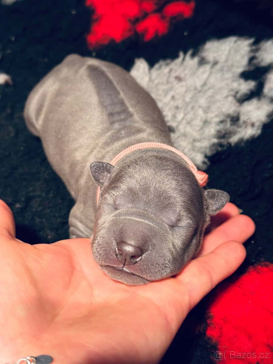 Thajský ridgeback s PP 9