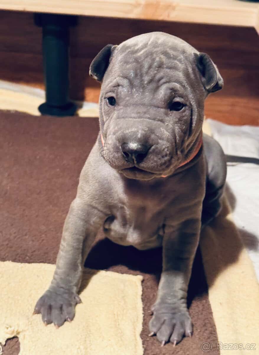Thajský ridgeback s PP 10