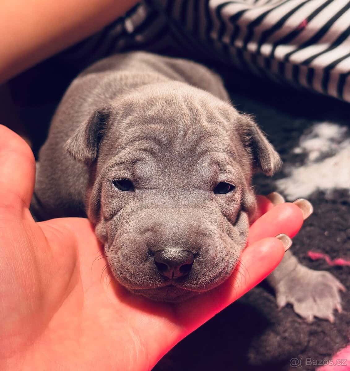 Thajský ridgeback s PP 11