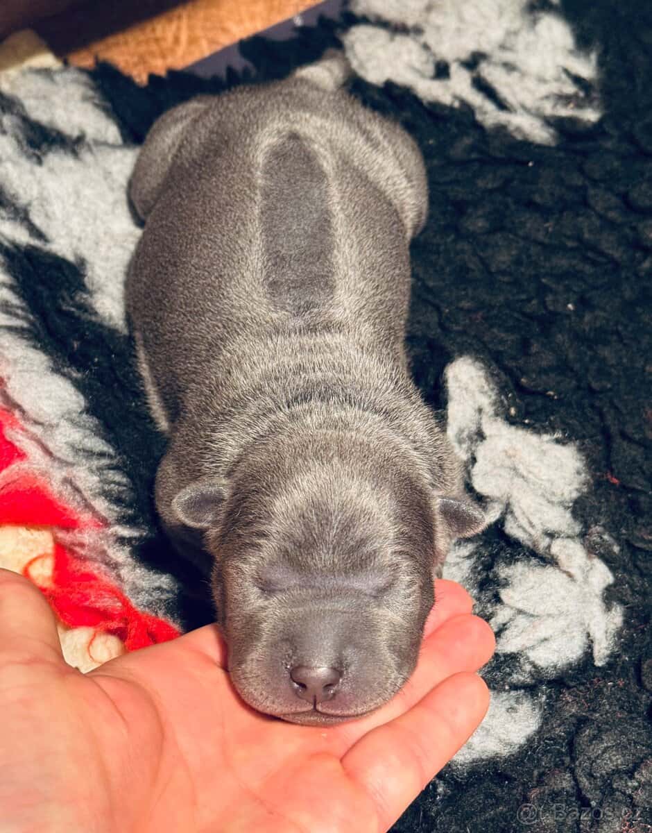 Thajský ridgeback s PP 12