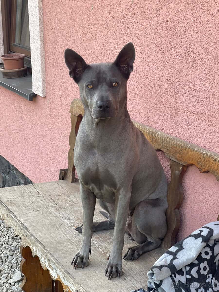 Thajský ridgeback s PP 14