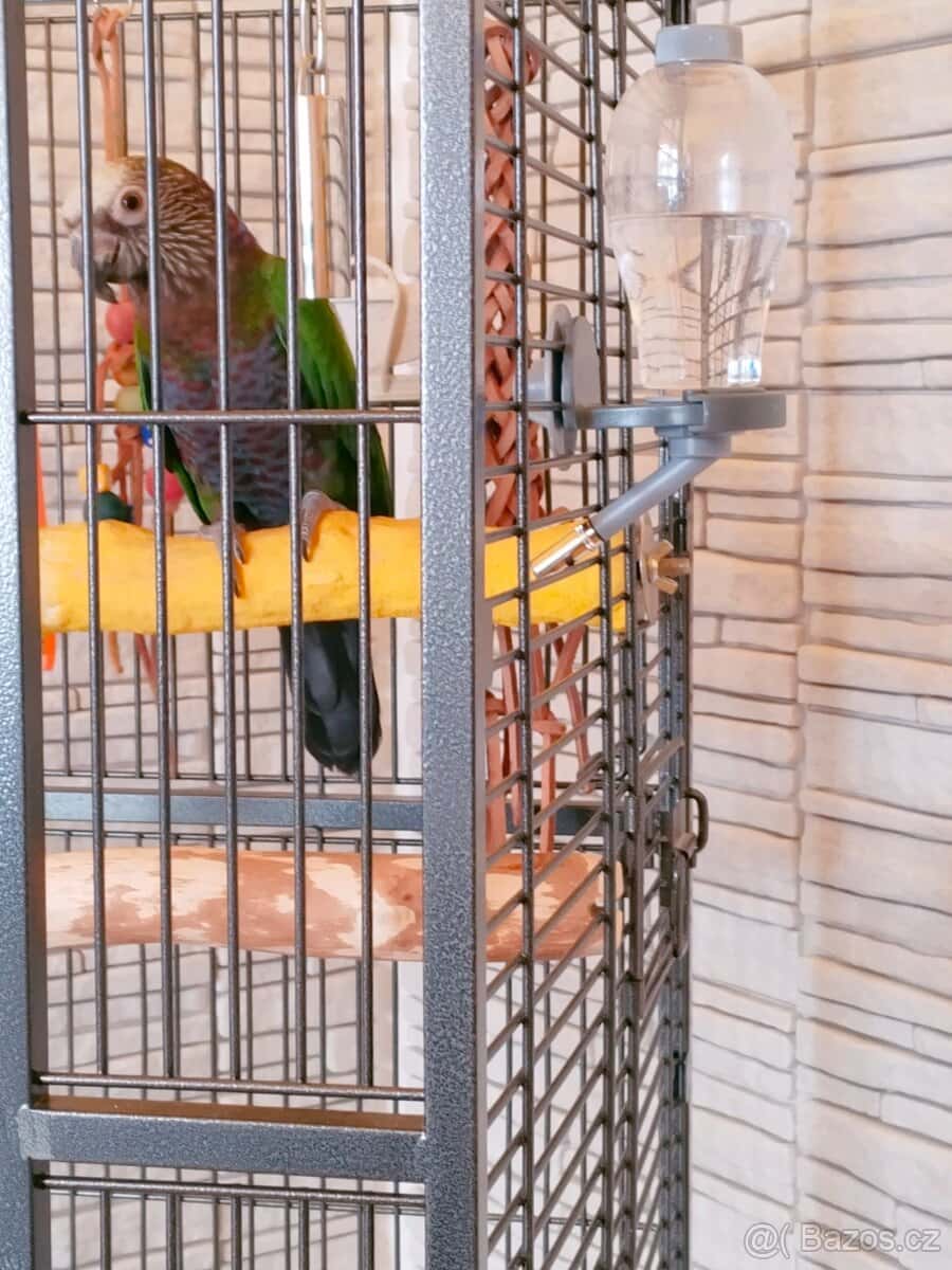 Amazoňan vějířový 5