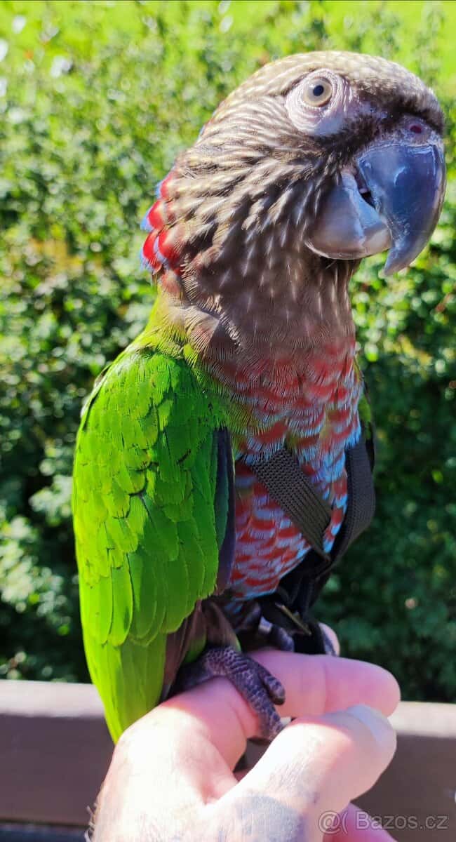 Amazoňan vějířový 7