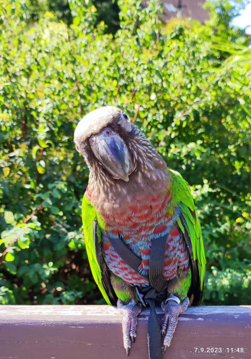 Amazoňan vějířový 8