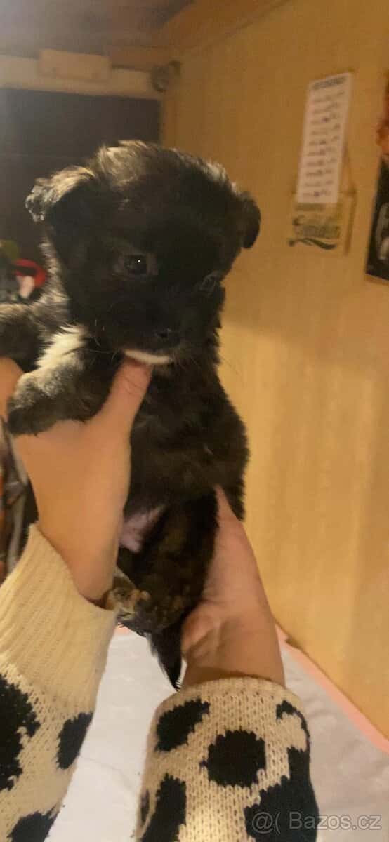 Štěňátka 2