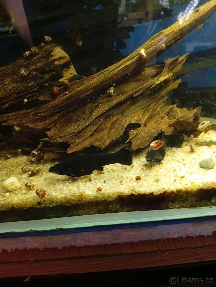 Black molly 2