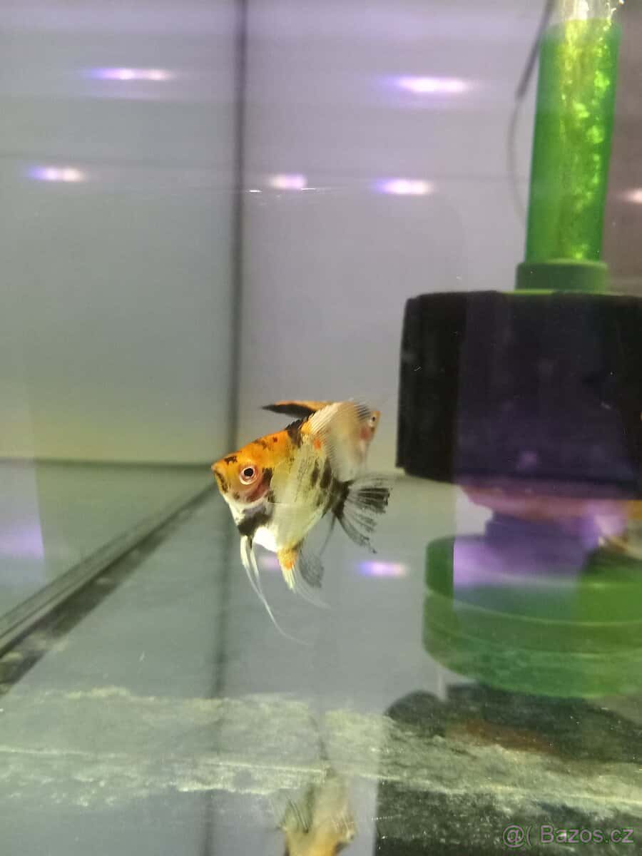 Skaláry red devil 1