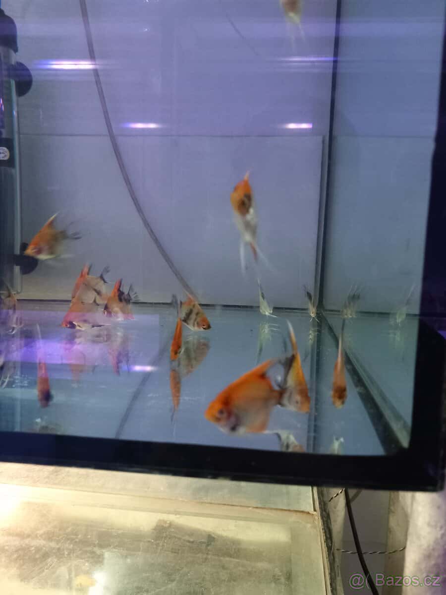 Skaláry red devil 3