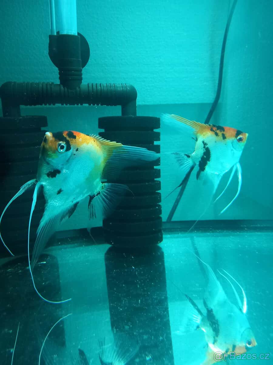 Skaláry red devil 4