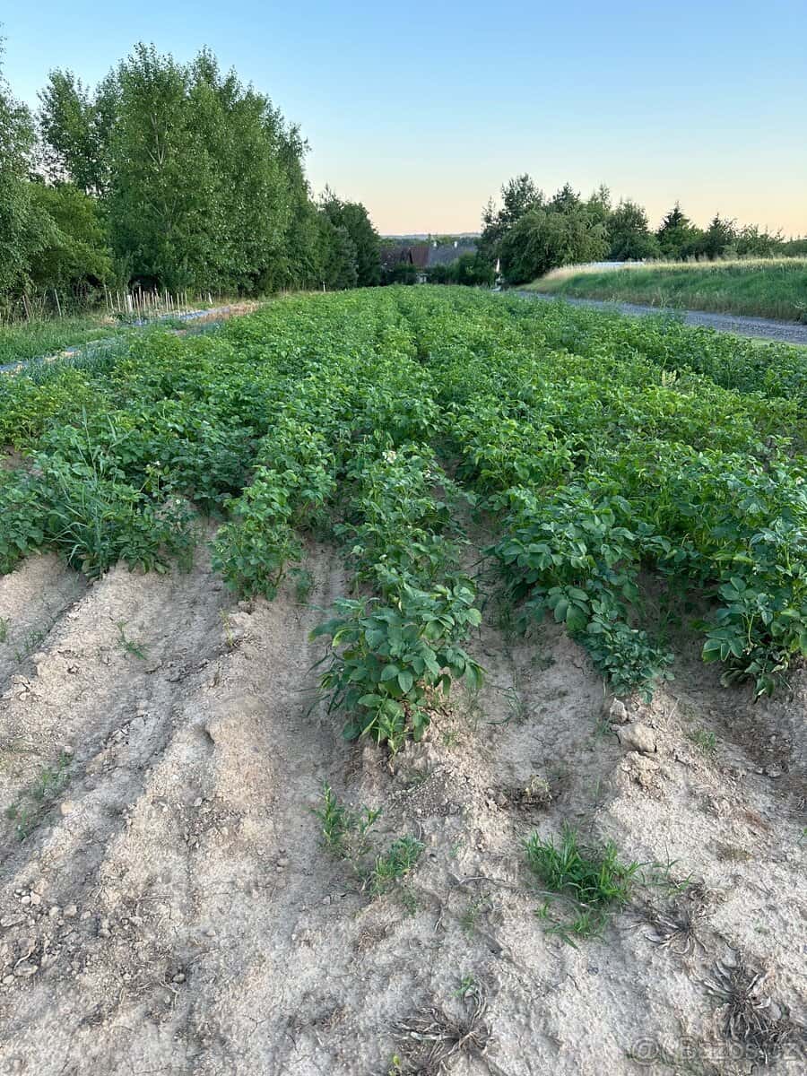 Prodám sazeč brambor 9