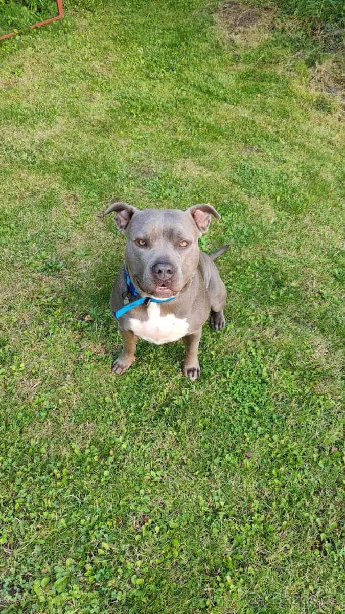 Americký bully xxl 3