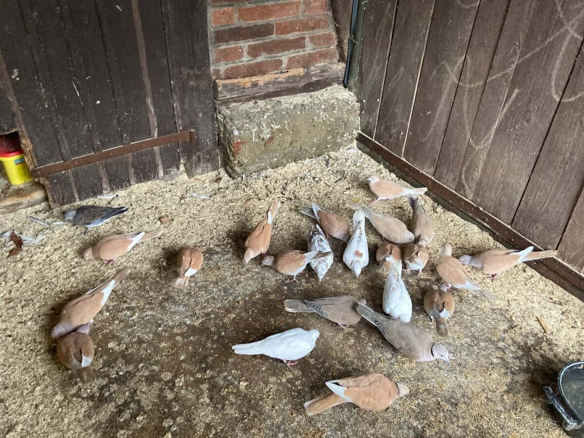 Hrdlička chechtavá 2