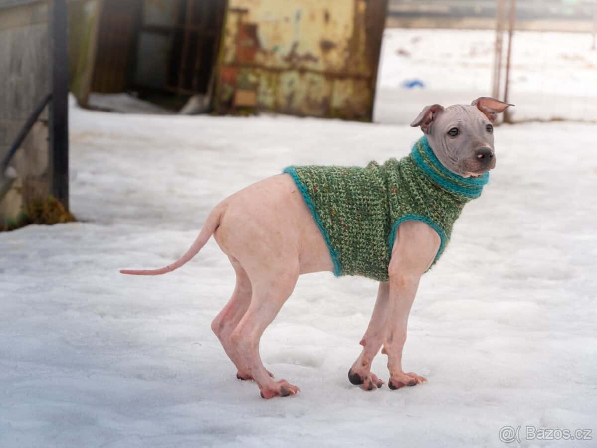 Americký bezsrstý teriér 2