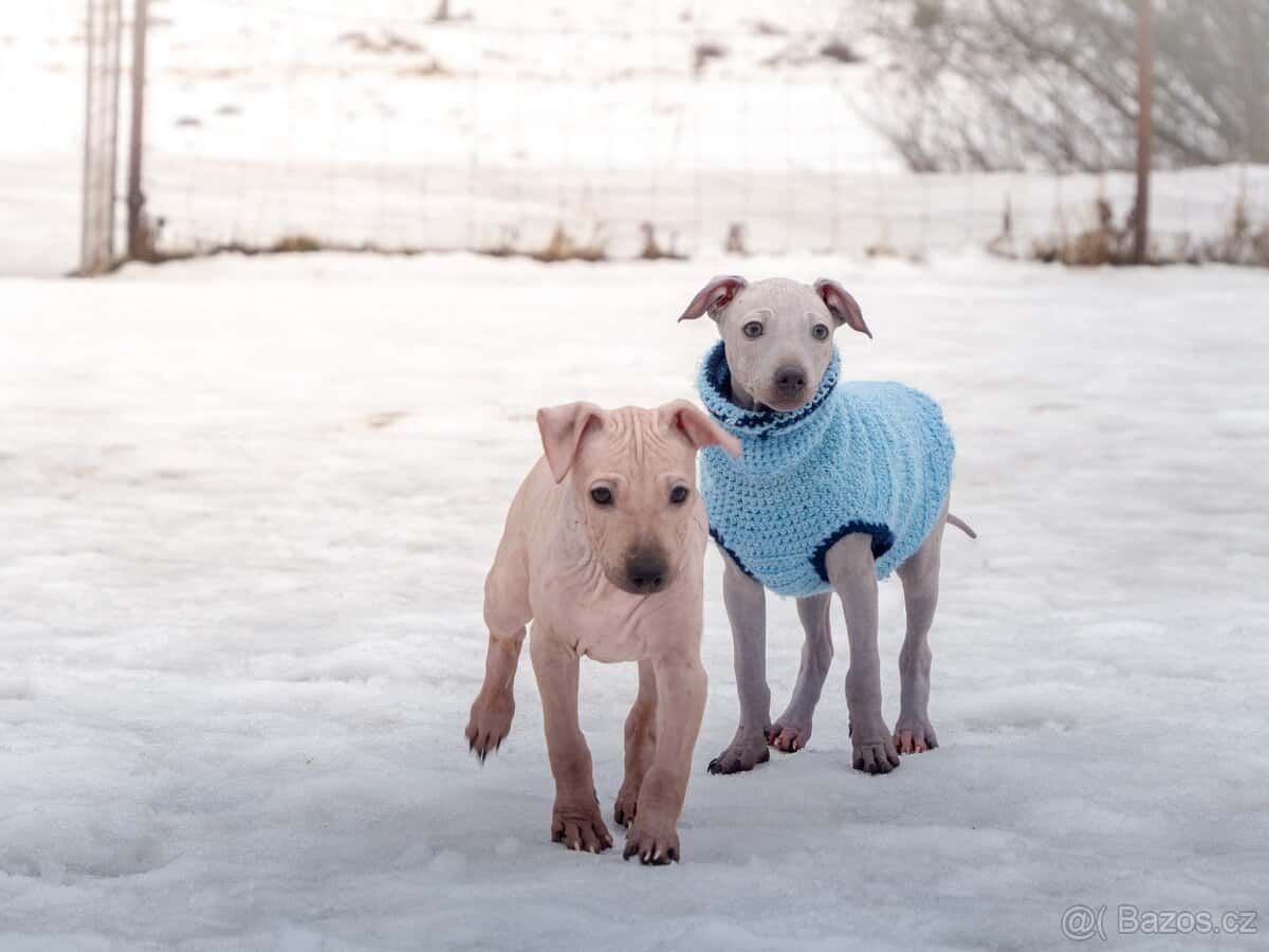 Americký bezsrstý teriér 3