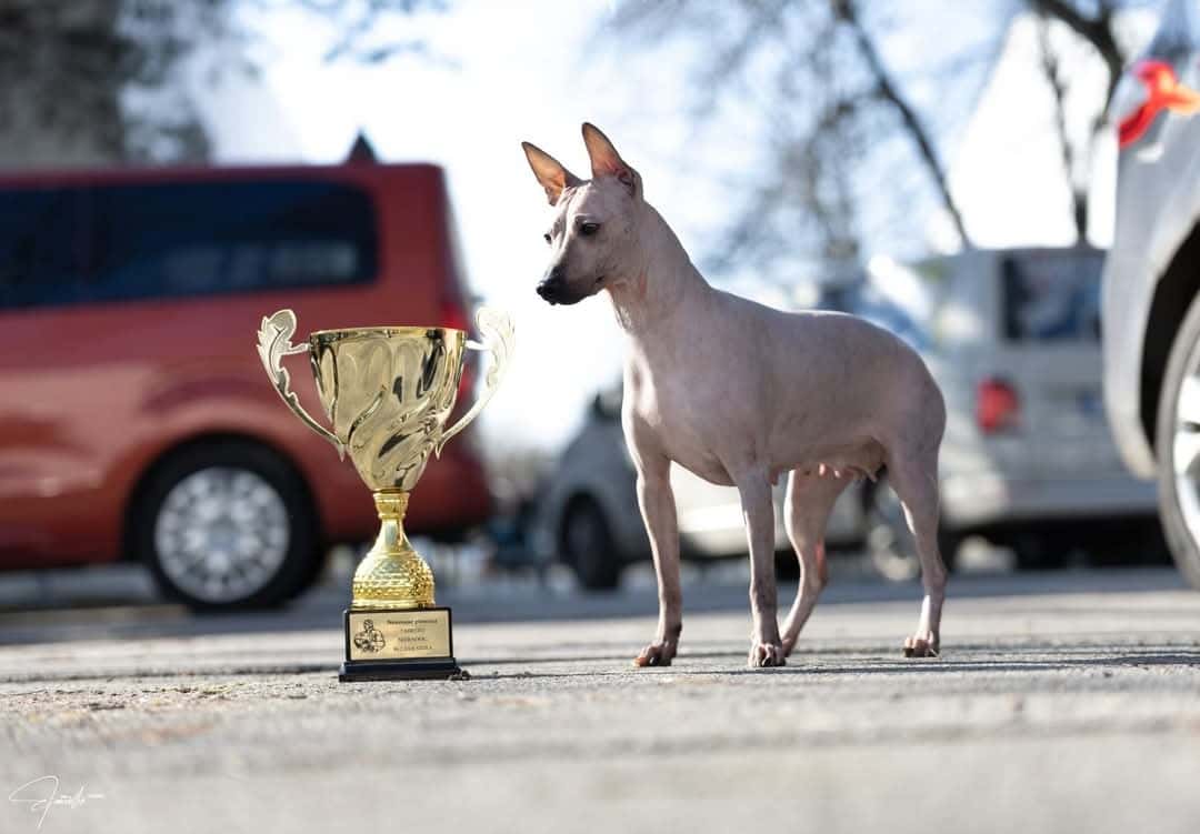 Americký bezsrstý teriér 5