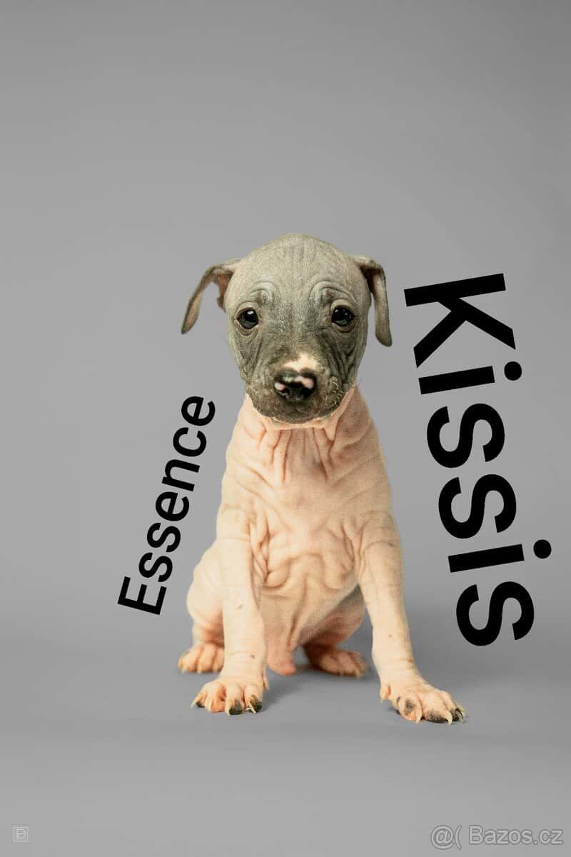 Americký bezsrstý teriér 8