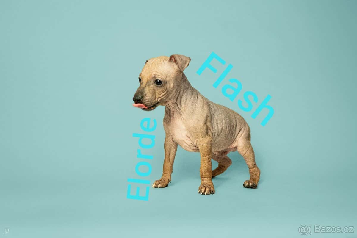 Americký bezsrstý teriér 9