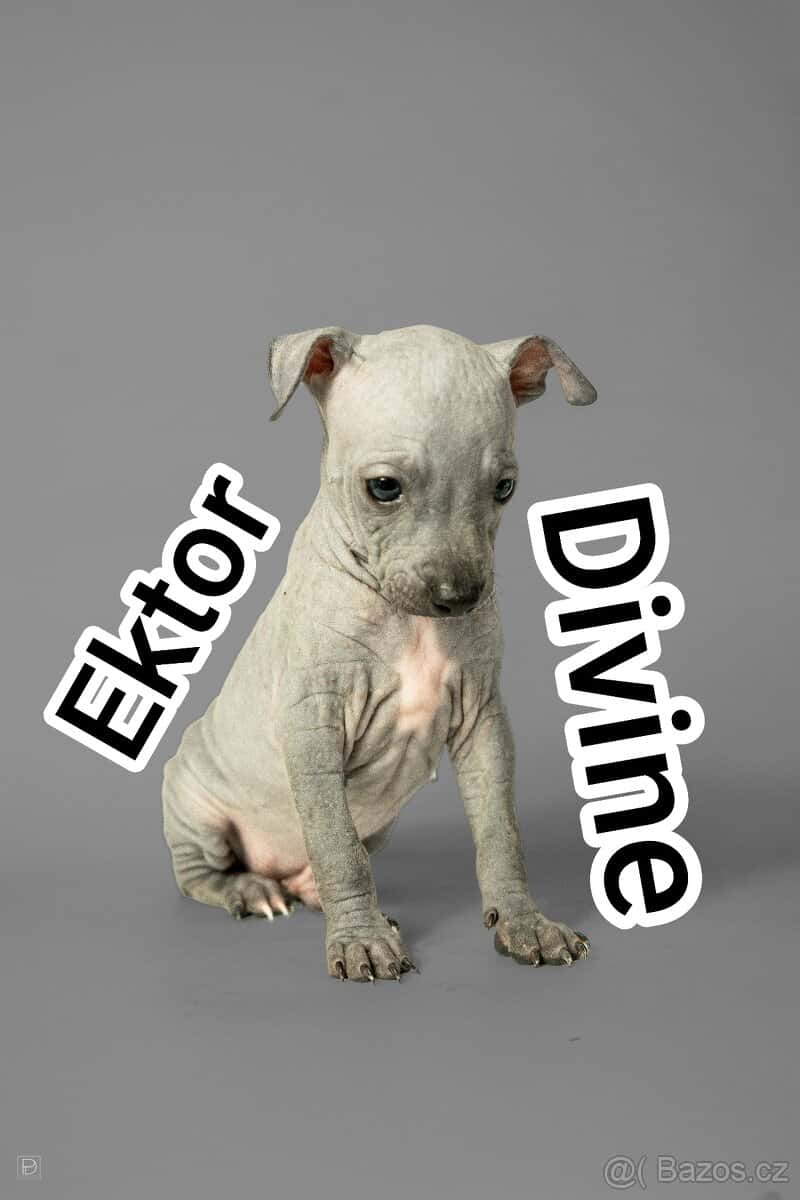 Americký bezsrstý teriér 10