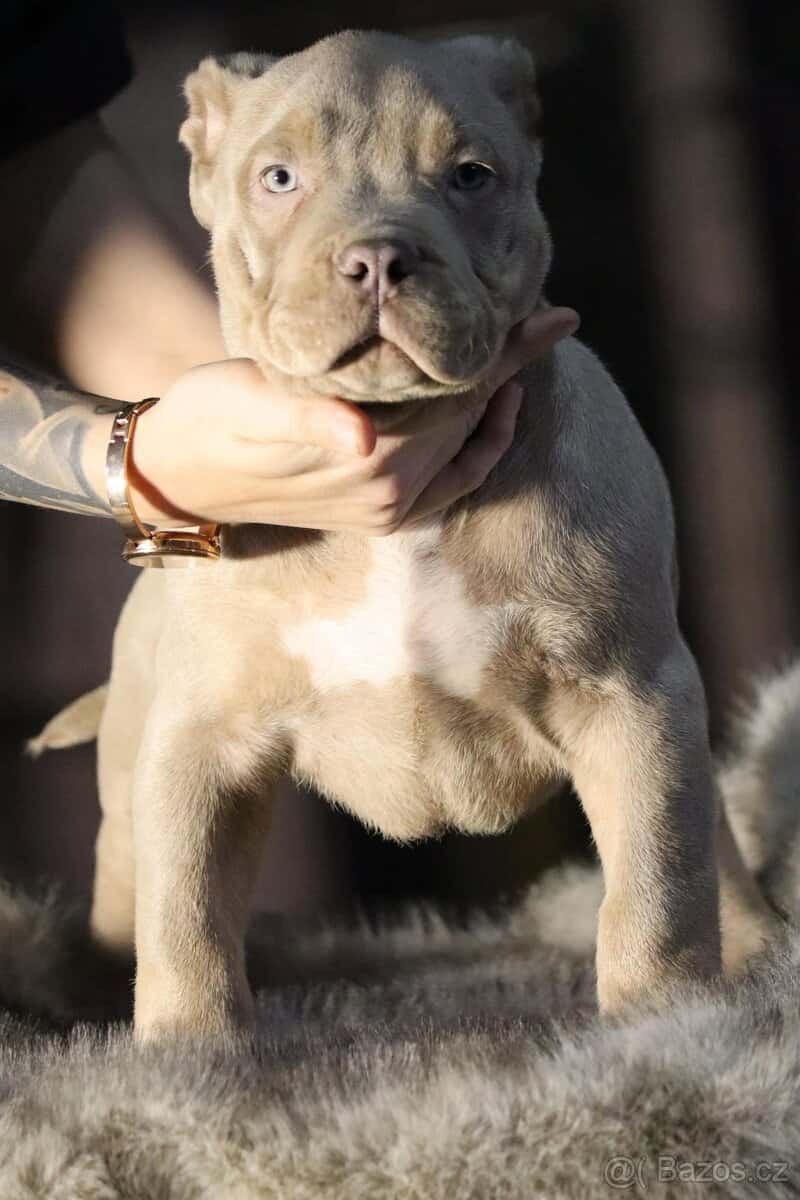 American Bully 2